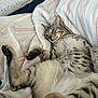 cat, tabby, sleeping, bed, blanket, striped, cozy, relaxed, pet, feline, indoor, cute, animal, paw, fur, whiskers, resting, comfort, home, domestic