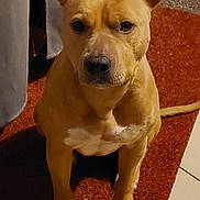 Tyna a rejoint le concours — aidez-le/la à gagner de superbes lots ! dog, tan, white_patch, sitting, carpet, floor, ears, pet, animal, indoor, looking, alert, mammal, canine, paw, fur, companion, household, cute, domestic