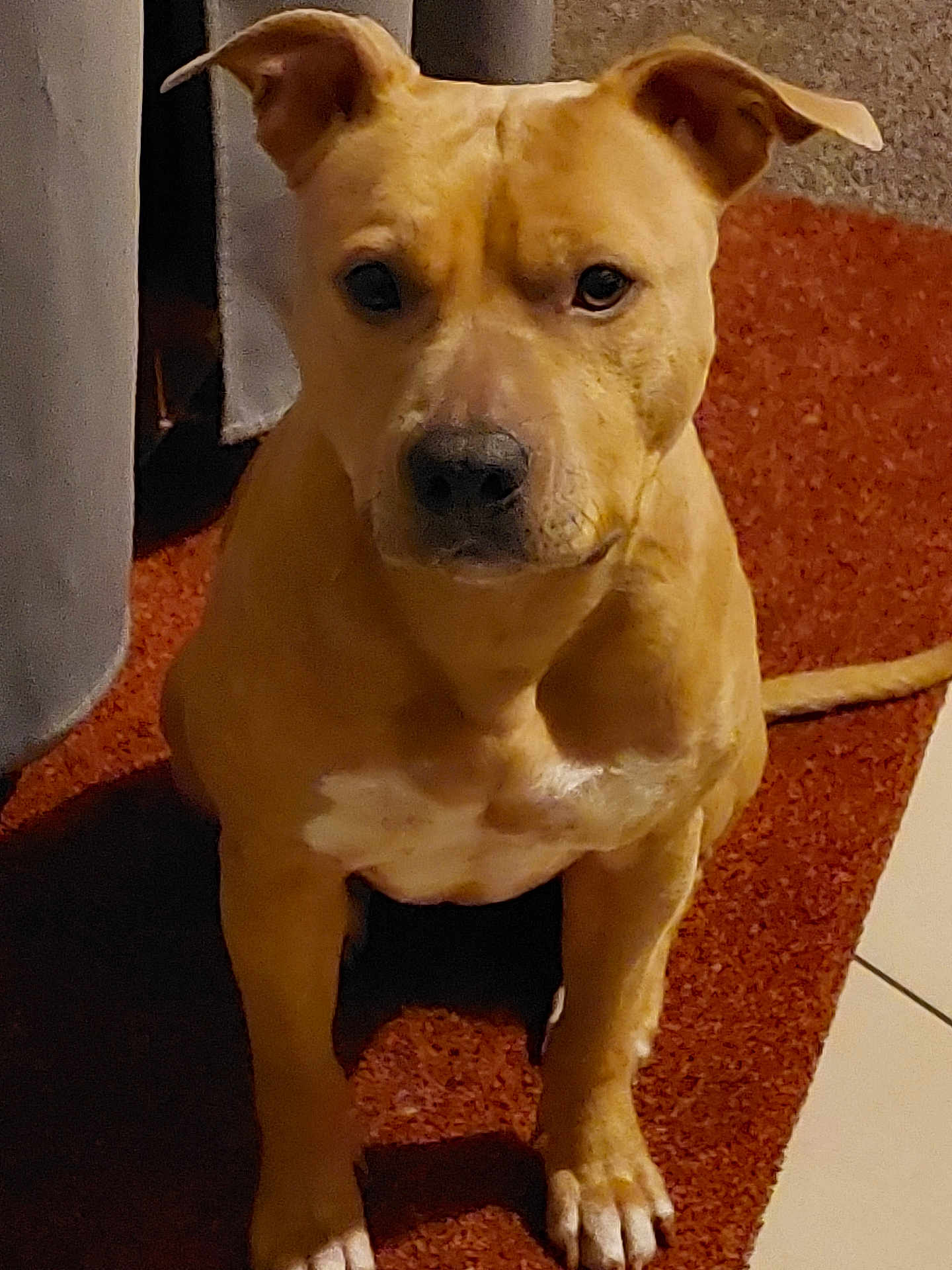 Tyna a rejoint le concours — aidez-le/la à gagner de superbes lots ! dog, tan, white_patch, sitting, carpet, floor, ears, pet, animal, indoor, looking, alert, mammal, canine, paw, fur, companion, household, cute, domestic