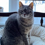 Duchess joined the competition — help win amazing prizes! cat, tabby, gray_cat, pet_bed, cozy, winking, indoor, furniture, window, soft_light, whiskers, fur, animal, cute, sitting, relaxed, home, domestic_cat, chair, background