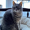 cat, tabby, gray_cat, pet_bed, cozy, winking, indoor, furniture, window, soft_light, whiskers, fur, animal, cute, sitting, relaxed, home, domestic_cat, chair, background