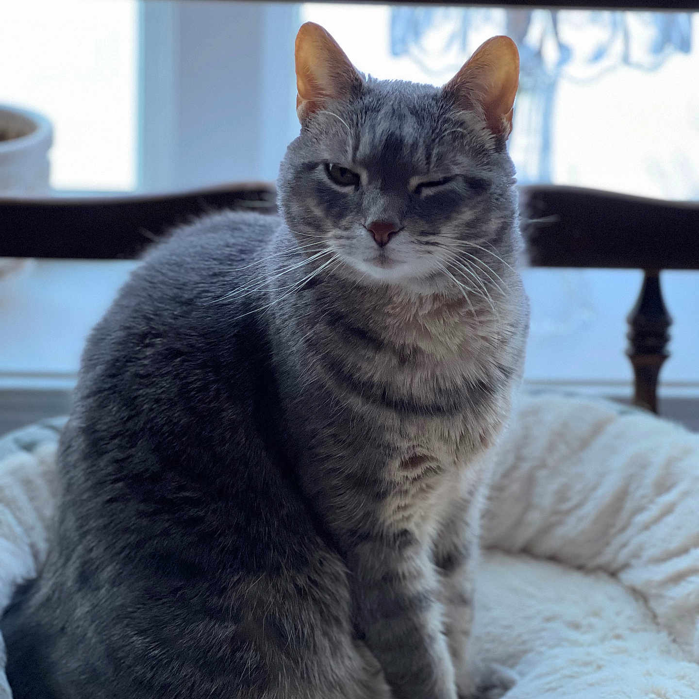 Duchess