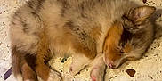 Viking participe au concours pour gagner de l'argent avec cette photo : animal, canine, cat, collie, coyote, dog, eskimodog, fox, goldenretriever, husky, indoors, interiordesign, kitten, person, pet, puppy, rabbit, sleeping, snout, wood