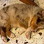 animal, canine, cat, collie, coyote, dog, eskimodog, fox, goldenretriever, husky, indoors, interiordesign, kitten, person, pet, puppy, rabbit, sleeping, snout, wood