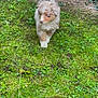 animal, backyard, canine, dog, field, grass, grassland, green, herbal, herbs, nature, outdoors, pet, plant, puppy, rock, soil, tree, vegetation, yard