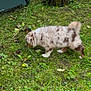 animal, architecture, backyard, building, canine, dog, grass, green, lawn, leaf, nature, outdoors, pet, plant, puppy, shelter, soil, tree, vegetation, yard
