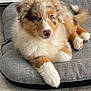 animal, canine, collie, couch, cushion, dog, dogbed, furniture, homedecor, pet, puppy
