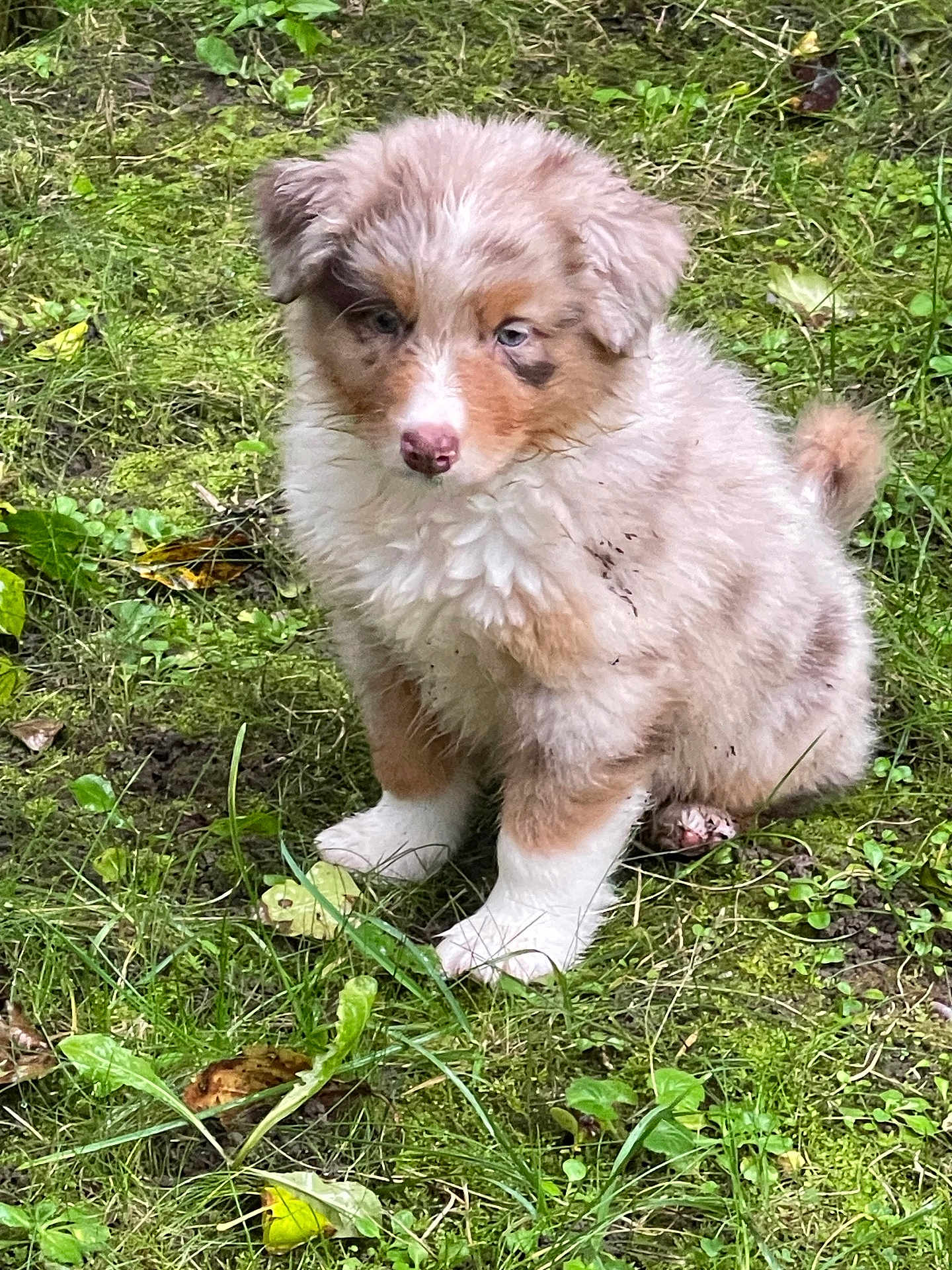 Viking