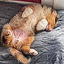 animal, bed, bedroom, blanket, canine, cat, couch, cushion, dog, furniture, homedecor, indoors, interiordesign, kitten, manx, person, pet, puppy, room, sleeping