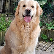 Sirius participe au concours pour gagner de l'argent avec cette photo : dog, golden_retriever, outdoor, pet, animal, tongue_out, happy, fur, canine, grass, garden, fence, nature, mammal, sitting, cute, friendly, domestic_animal, portrait, smiling