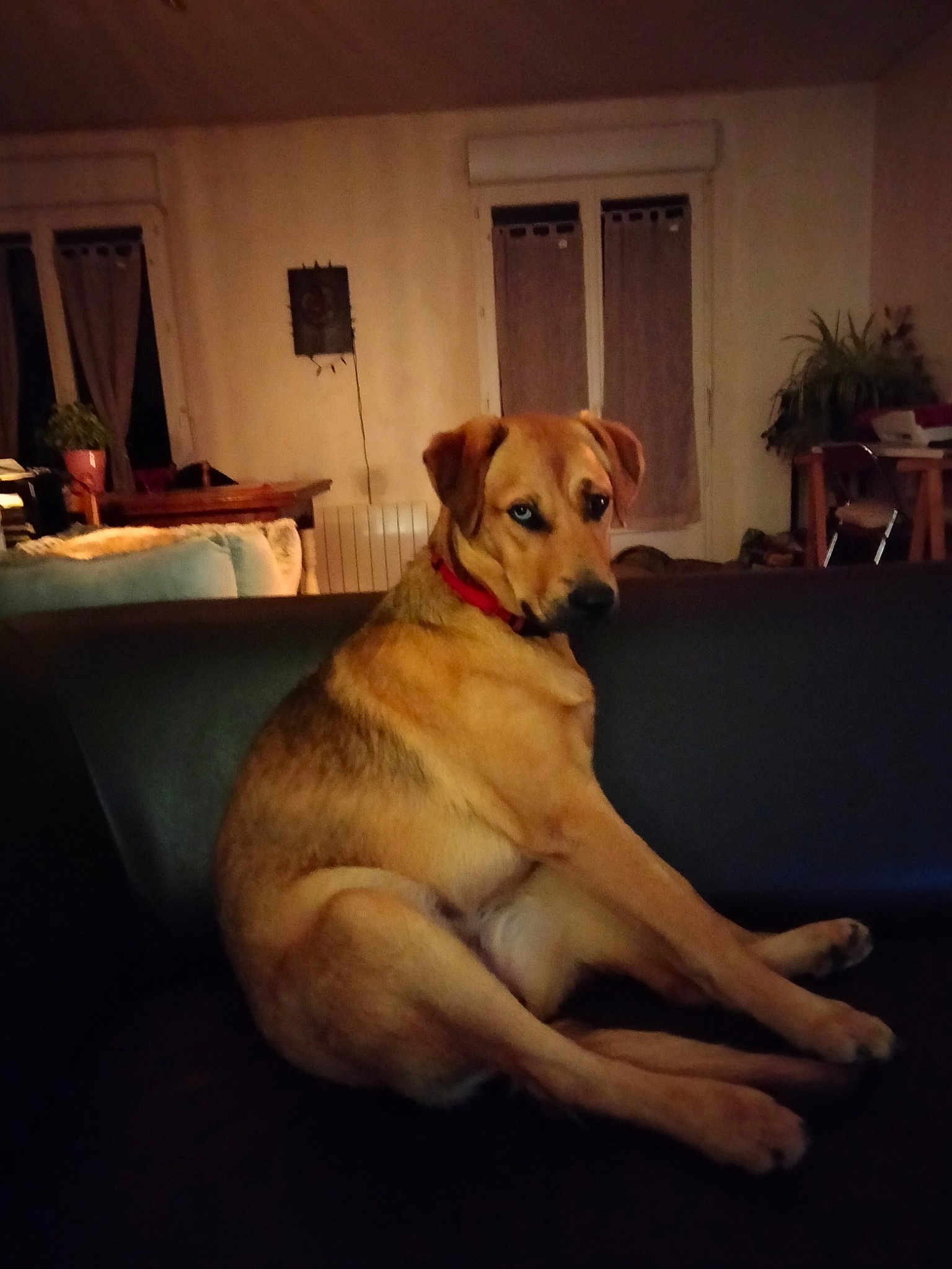 Taïga