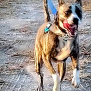 Tigress is registered to the contest to win money with this photo: active, animal, ball, canine, collar, daylight, dirt_path, dog, dust, fur, happy, leash, motion_blur, nature, outdoor, pet, playful, running, tail, tongue_out