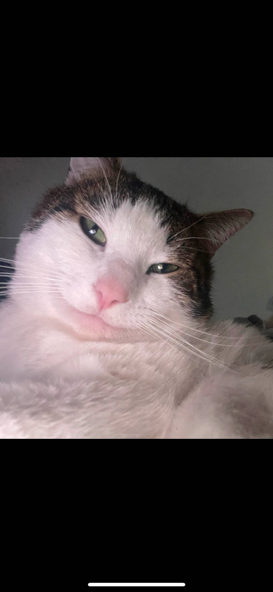 Oreo joined the competition — help win amazing prizes! carnivore, cat, domestic_short_haired_cat, ear, eye, eyelash, felidae, foot, fur, hair, head, human_body, paw, science, small_to_medium_sized_cats, snout, terrestrial_animal, whiskers