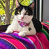 cat, black_and_white, pet, portrait, close_up, sitting, lying_down, green_eyes, pink_collar, bell, whiskers, fur, tuxedo_cat, colorful_blanket, striped_blanket, indoors, window, trees, sunlight, cozy
