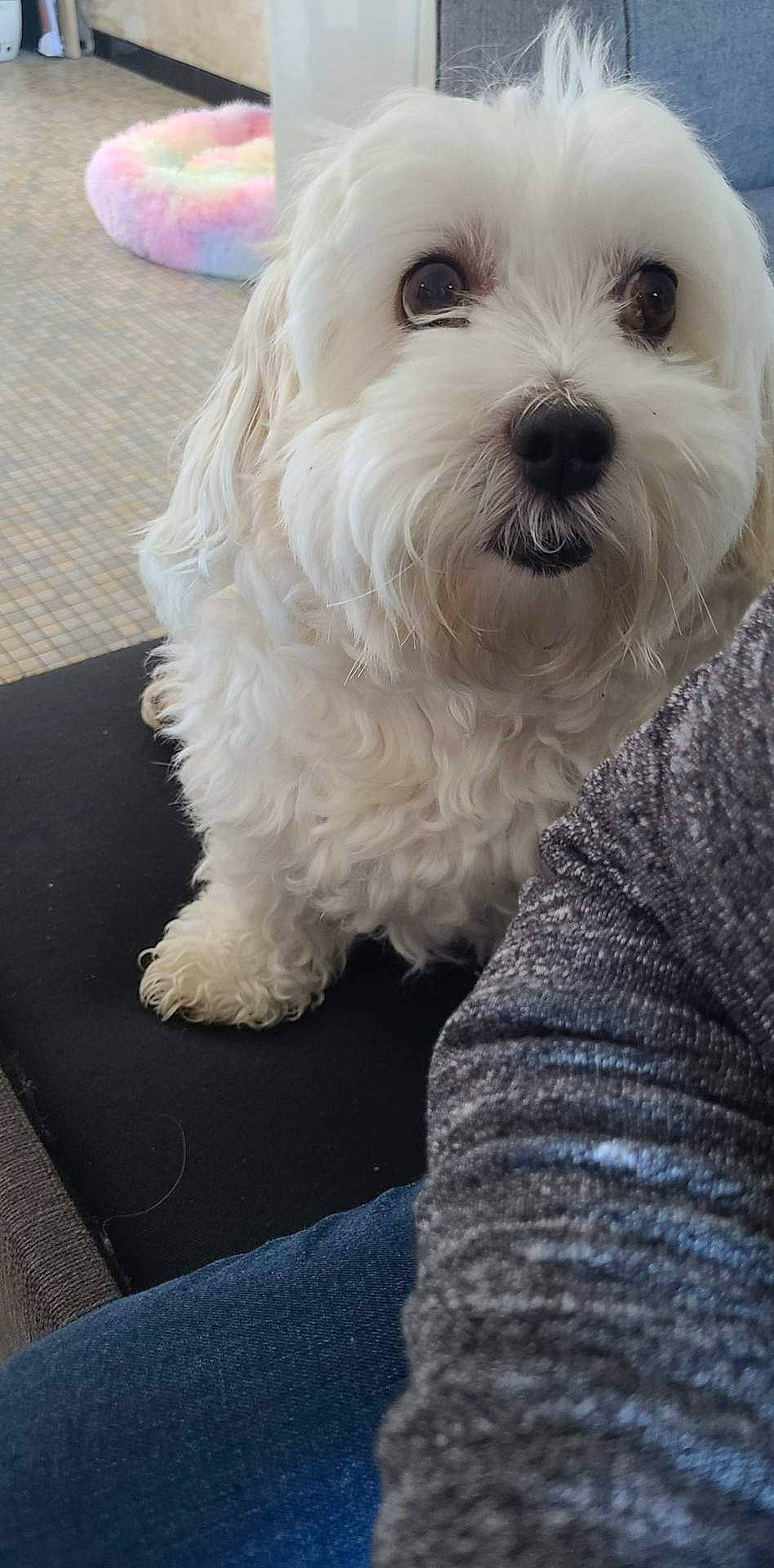 Gipsy participe au concours pour gagner de l'argent avec cette photo : carnivore, collar, companion_dog, dog, dog_breed, dog_collar, fur, maltepoo, non_sporting_group, plant, small_terrier, snout, sporting_group, terrier, toy_dog, working_animal