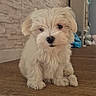 puppy, dog, white_dog, fluffy, small_dog, pet, animal, sitting, indoor, wooden_floor, home, portrait, cute, fur, black_nose, dark_eyes, puppy_face, room, furniture, adorable
