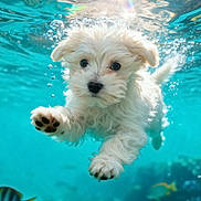 Baya a rejoint le concours — aidez-le/la à gagner de superbes lots ! puppy, dog, underwater, swimming, white_fur, fluffy, paw, black_nose, blue_water, aquarium, tropical_fish, bubbles, sunlight, water_surface, portrait, closeup, aquatic, cute, surreal, capcut_watermark