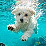 puppy, dog, underwater, swimming, white_fur, fluffy, paw, black_nose, blue_water, aquarium, tropical_fish, bubbles, sunlight, water_surface, portrait, closeup, aquatic, cute, surreal, capcut_watermark