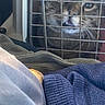 cat, tabby, pet, animal, face, eyes, whiskers, nose, fur, carrier, cage, wire, indoors, blanket, fabric, cozy, close_up, portrait, looking_at_camera, home
