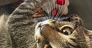 Cuba joined the competition — help win amazing prizes! cat, tabby, pet, feline, animal, upside_down, close_up, whiskers, large_eyes, brown_fur, striped_fur, indoor, cozy, couch, toy, red_object, playful, curious, portrait, funny