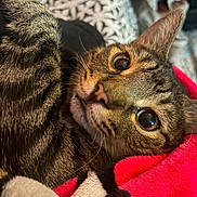 Cuba joined the competition — help win amazing prizes! cat, tabby_cat, feline, pet, animal, close_up, portrait, wide_eyes, large_ears, whiskers, fur, striped_fur, brown_cat, lying_down, upside_down, blanket, cozy, indoor, red_blanket, soft_texture