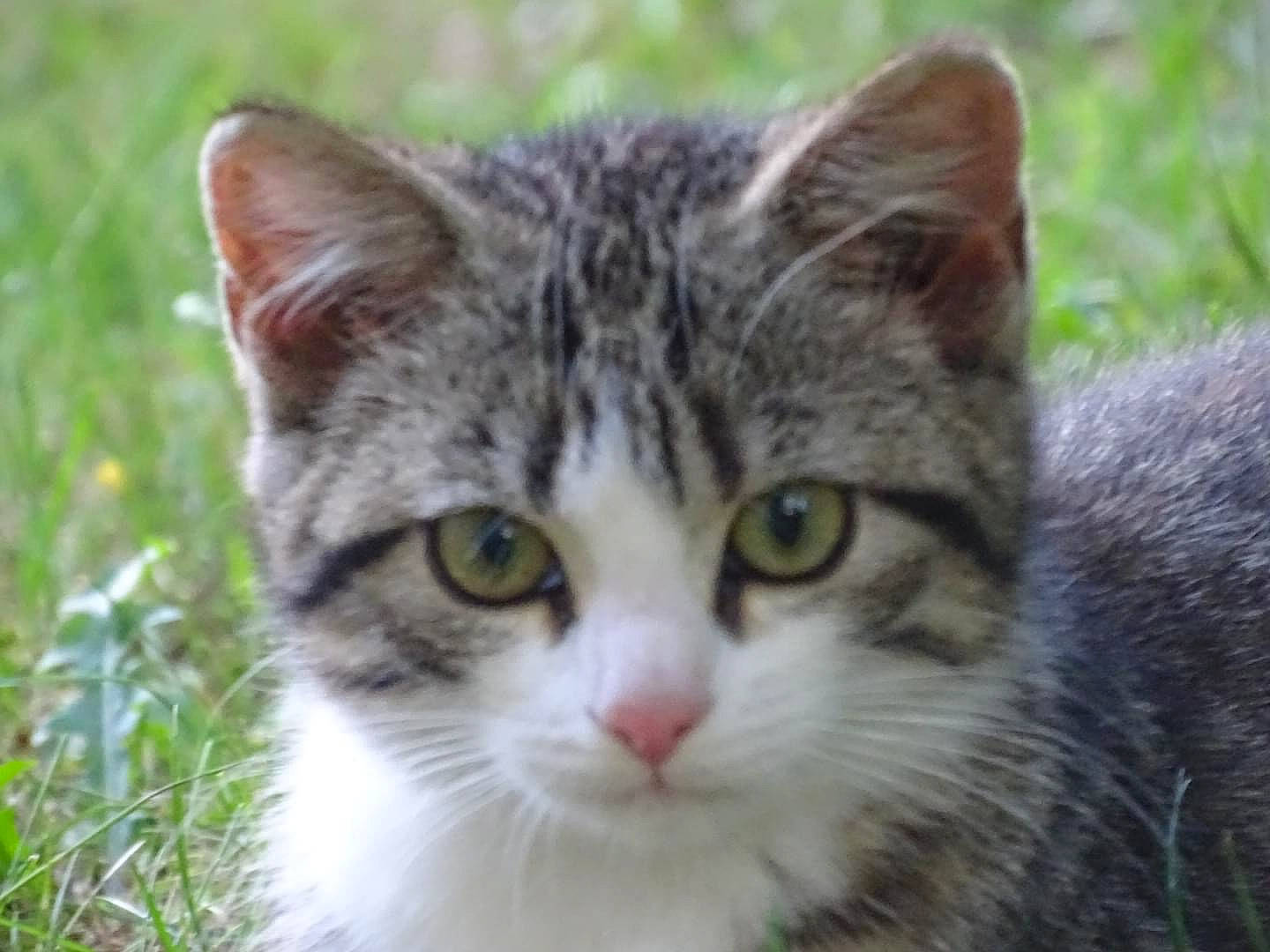 Mistinguette participe au concours pour gagner de l'argent avec cette photo : art, carnivore, cat, collar, domestic_short_haired_cat, eye, felidae, fur, grass, head, plant, small_to_medium_sized_cats, snout, terrestrial_animal, tree, whiskers, wildlife, window