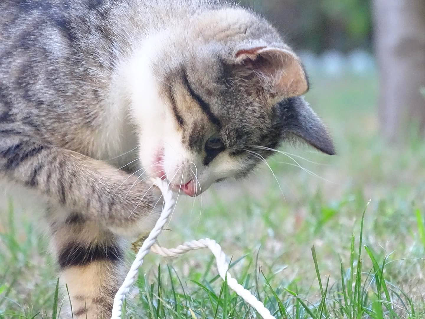 Mistinguette a rejoint le concours — aidez-le/la à gagner de superbes lots ! carnivore, cat, claw, domestic_short_haired_cat, felidae, fur, grass, grass_family, grassland, hierochloe, paw, plant, small_to_medium_sized_cats, snout, tail, terrestrial_animal, tree, whiskers, wildlife