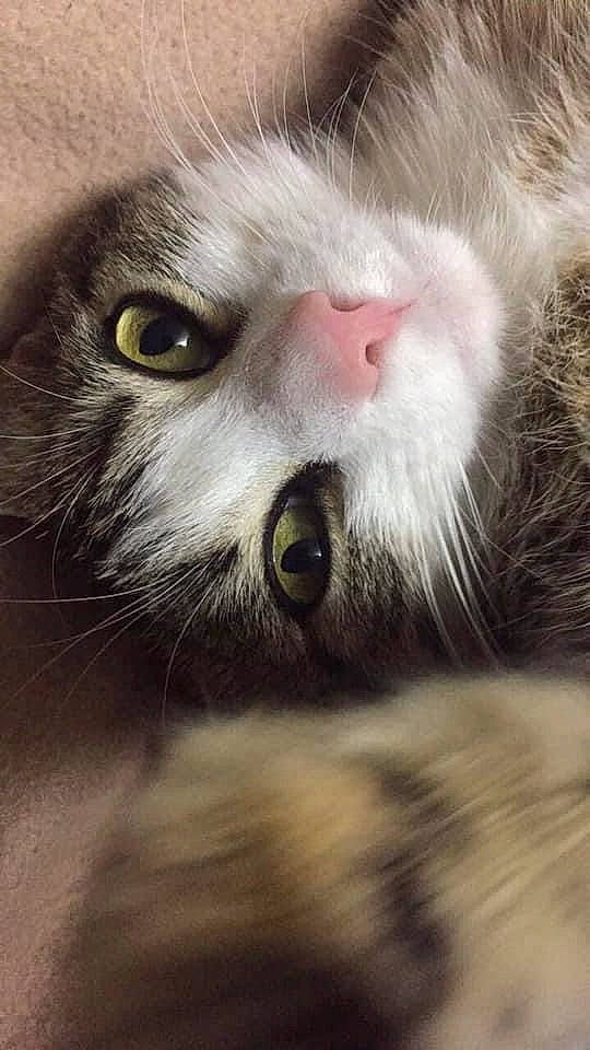 Mistinguette participe au concours pour gagner de l'argent avec cette photo : carnivore, cat, close_up, domestic_short_haired_cat, eyelash, felidae, fur, grey, paw, small_to_medium_sized_cats, snout, terrestrial_animal, whiskers, wildlife