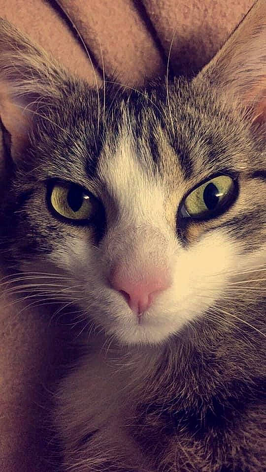 Mistinguette a rejoint le concours — aidez-le/la à gagner de superbes lots ! carnivore, cat, close_up, cloud, comfort, domestic_short_haired_cat, eye, felidae, fur, hair, mammal, meteorological_phenomenon, paw, sky, small_to_medium_sized_cats, snout, square, terrestrial_animal, vertebrate, whiskers