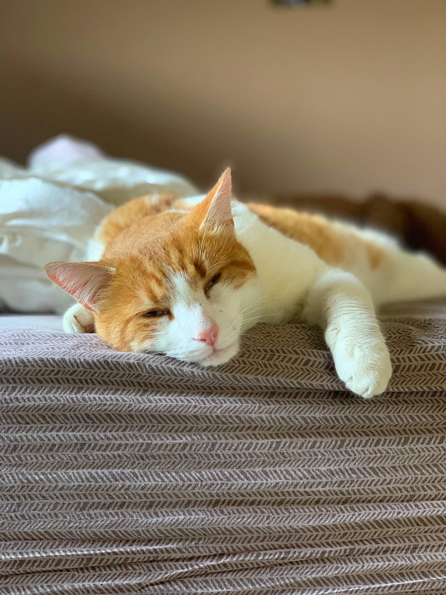 Ramses participe au concours pour gagner de l'argent avec cette photo : carnivore, cat, cat_supply, claw, comfort, domestic_short_haired_cat, fawn, felidae, fur, hardwood, linens, nap, paw, small_to_medium_sized_cats, snout, tail, terrestrial_animal, whiskers, wood, woven_fabric