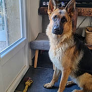 Anouk participe au concours pour gagner de l'argent avec cette photo : dog, german_shepherd, pet, animal, sitting, indoors, portrait, alert, ears, fur, black_and_tan, collar, dog_toy, rope_toy, door, window, living_room, furniture, baskets, carpet