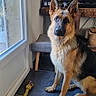 dog, german_shepherd, pet, animal, sitting, indoors, portrait, alert, ears, fur, black_and_tan, collar, dog_toy, rope_toy, door, window, living_room, furniture, baskets, carpet
