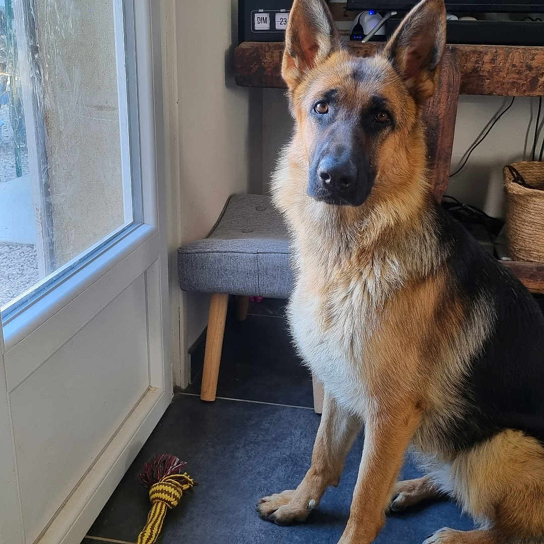Anouk participe au concours pour gagner de l'argent avec cette photo : dog, german_shepherd, pet, animal, sitting, indoors, portrait, alert, ears, fur, black_and_tan, collar, dog_toy, rope_toy, door, window, living_room, furniture, baskets, carpet