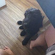 Wisdom joined the competition — help win amazing prizes! dog, black_dog, floor, wooden_floor, legs, barefoot, shorts, indoor, pet, animal, curious, looking_up, furry, companionship, home, casual, relaxed, person, paw, seat
