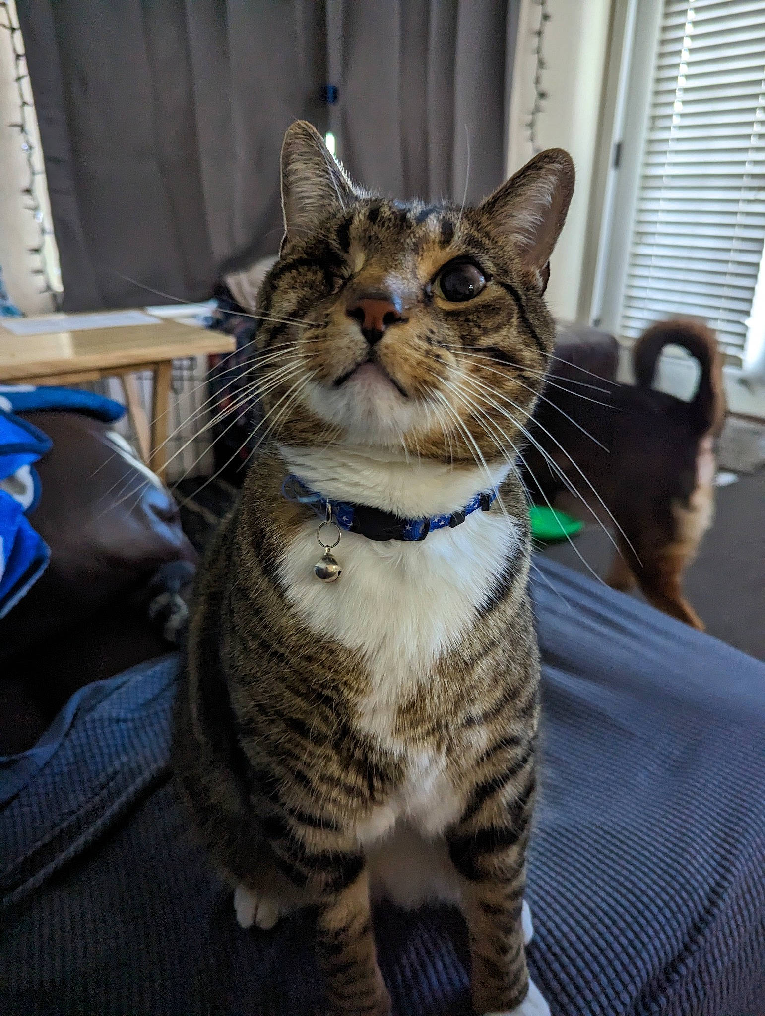 Kitten joined the competition — help win amazing prizes! carnivore, cat, claw, collar, comfort, domestic_short_haired_cat, door, felidae, fur, paw, sitting, small_to_medium_sized_cats, snout, terrestrial_animal, tree, whiskers, window, window_blind, window_covering, window_treatment