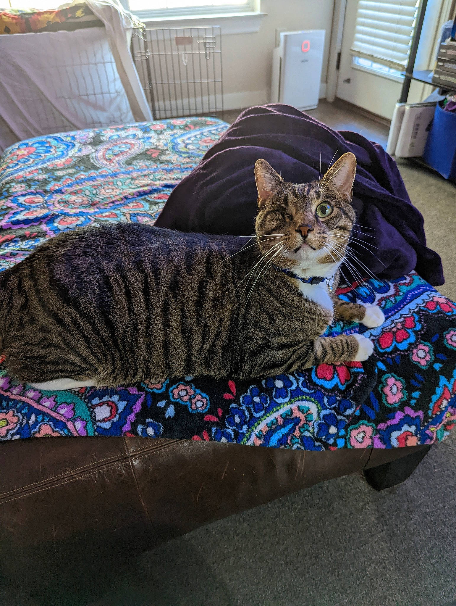 Kitten is registered to the contest to win money with this photo: cabinetry, carnivore, cat, comfort, domestic_short_haired_cat, fawn, felidae, flooring, fur, grey, hardwood, houseplant, linens, pattern, room, sitting, small_to_medium_sized_cats, tail, whiskers, wood