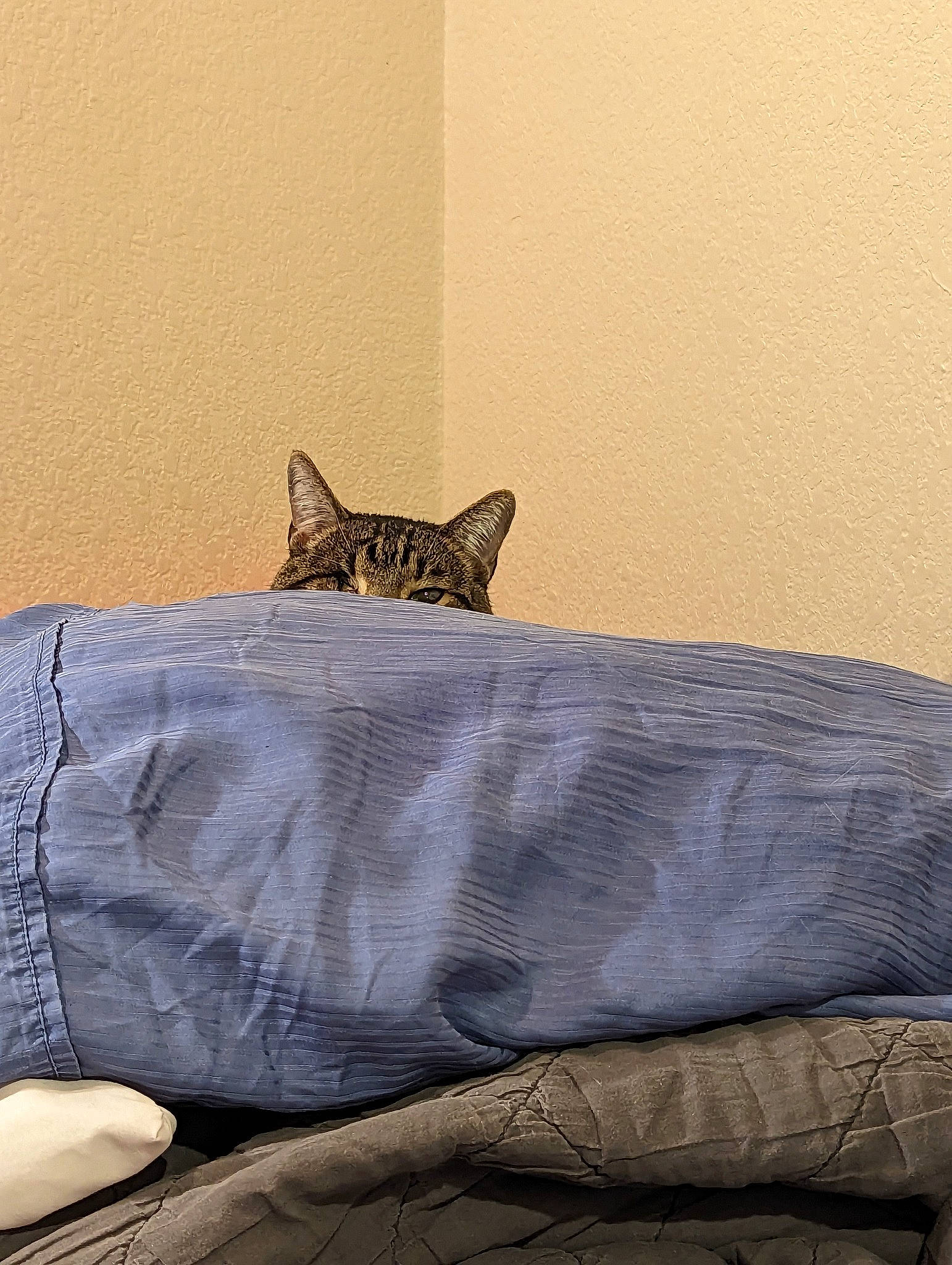 Kitten joined the competition — help win amazing prizes! bed, bedding, bedroom, carnivore, cat, comfort, couch, domestic_short_haired_cat, fawn, felidae, furniture, grey, house, linens, small_to_medium_sized_cats, tail, tints_and_shades, whiskers, window, wood