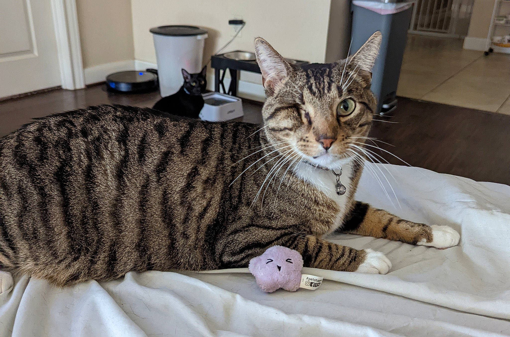 Kitten is registered to the contest to win money with this photo: carnivore, cat, cat_supply, comfort, domestic_short_haired_cat, felidae, flooring, fur, linens, pattern, paw, pet_supply, room, sitting, small_to_medium_sized_cats, snout, tail, whiskers