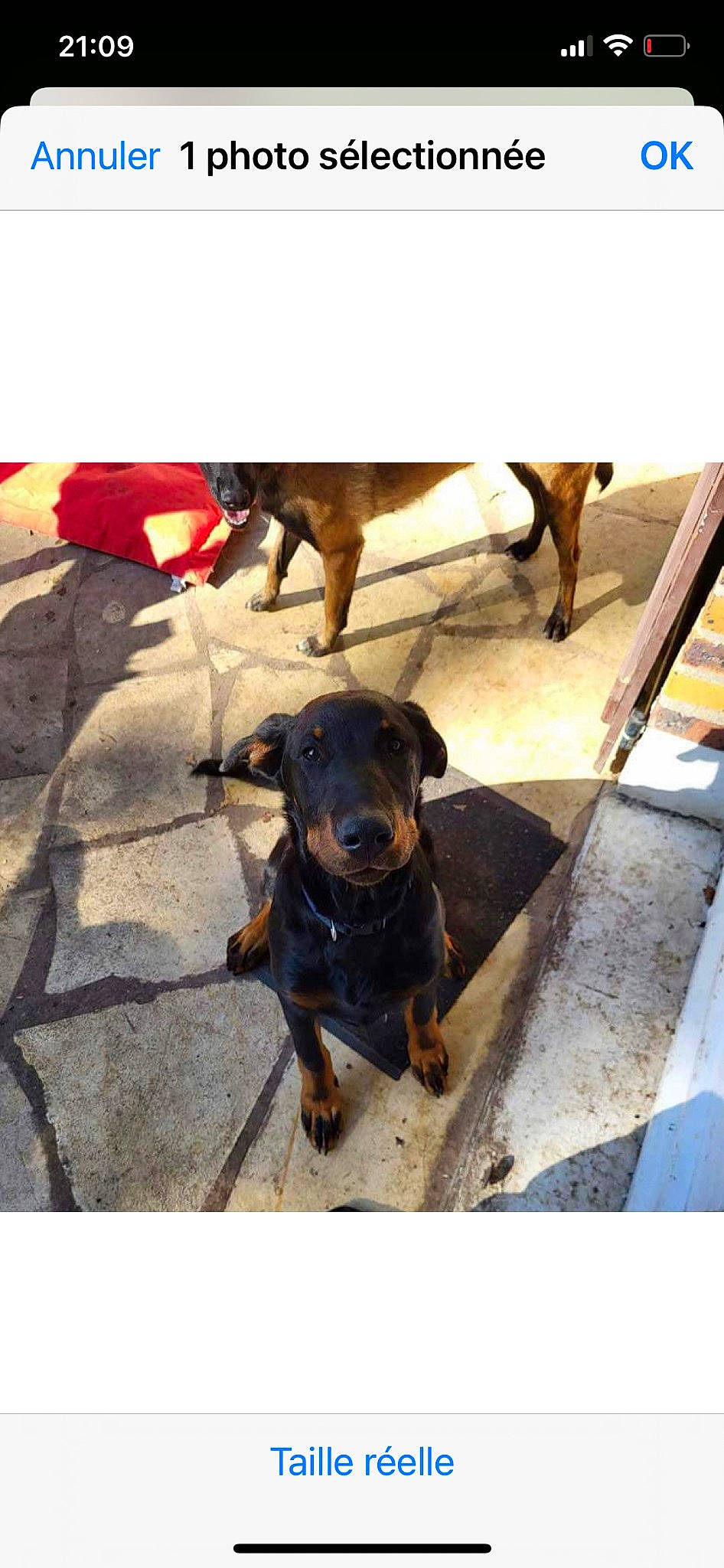 Trevor participe au concours pour gagner de l'argent avec cette photo : canidae, carnivore, collar, companion_dog, dog, dog_breed, dog_collar, flooring, guard_dog, mammal, pet_supply, sporting_group, vertebrate, working_animal, working_dog