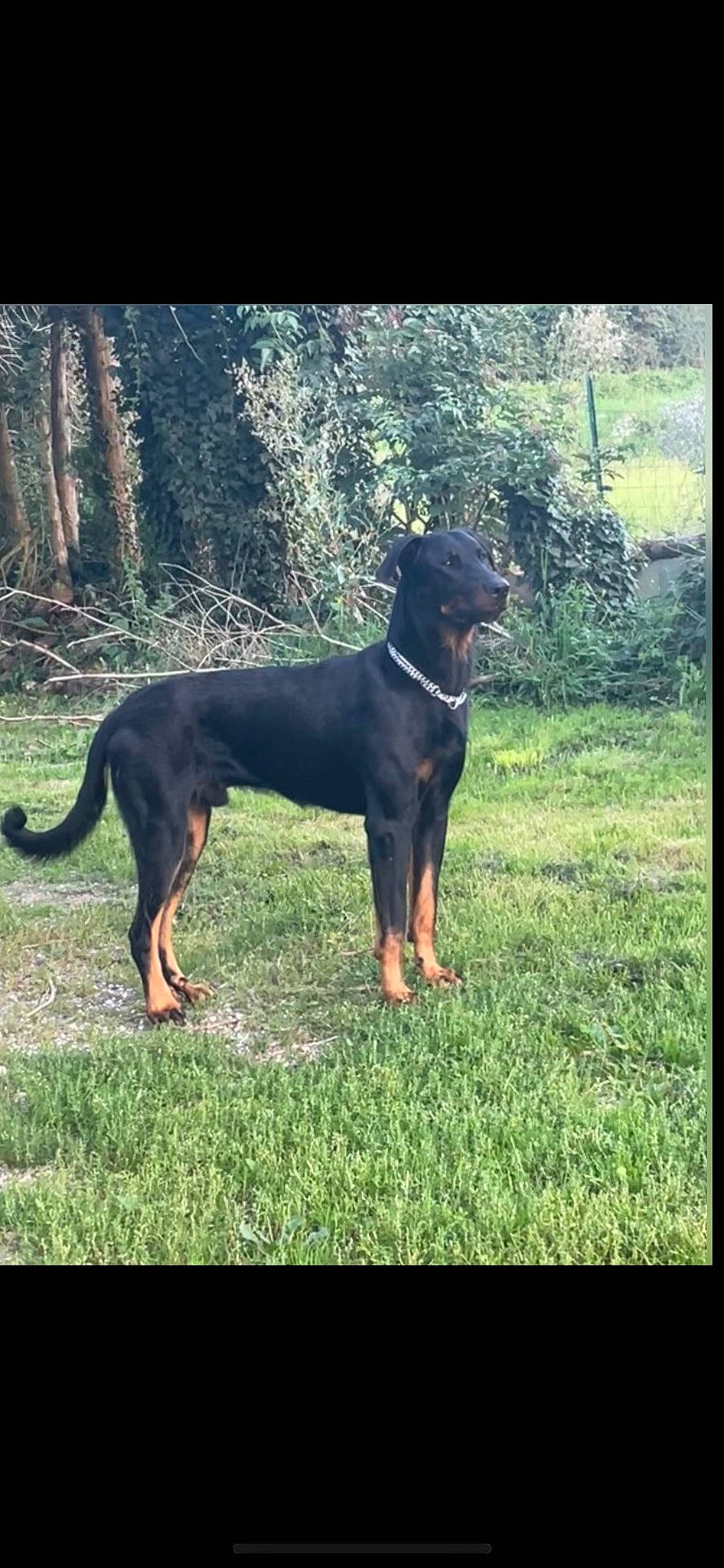 Trevor a rejoint le concours — aidez-le/la à gagner de superbes lots ! canidae, carnivore, companion_dog, dobermann, dog, dog_breed, fawn, grass, guard_dog, liver, montenegrin_mountain_hound, plant, rectangle, sporting_group, tail, tints_and_shades, toy_dog, tree, working_animal, working_dog