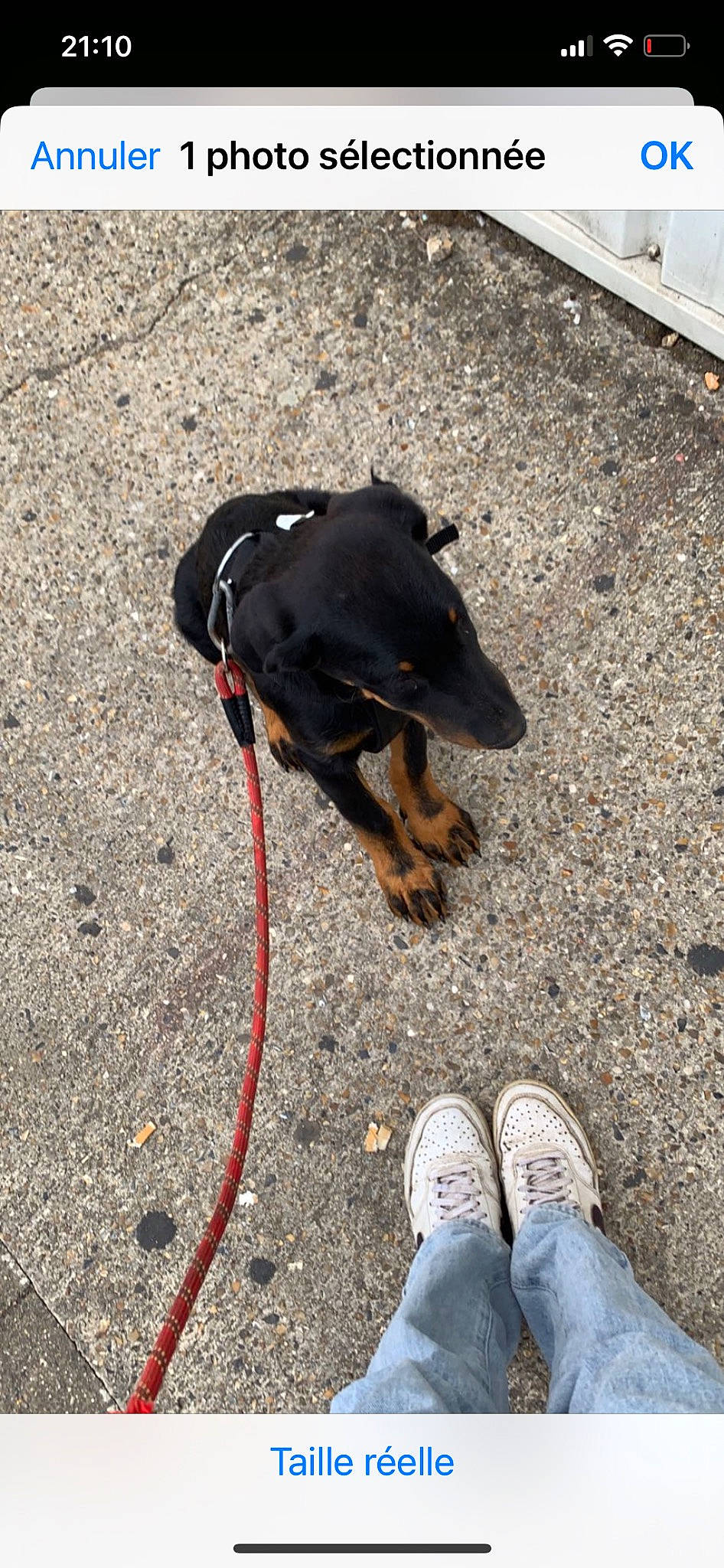 Trevor participe au concours pour gagner de l'argent avec cette photo : asphalt, carnivore, collar, companion_dog, dog, dog_breed, dog_collar, dog_supply, fashion_accessory, foot, grass, human_leg, leash, pet_supply, road_surface, sidewalk, snout, tail, walking_shoe, working_animal