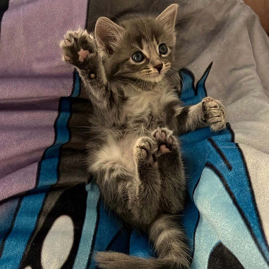 Taiyō a rejoint le concours — aidez-le/la à gagner de superbes lots ! animal, blanket, cat, colorful_blanket, cute, domestic_cat, fur, furry, indoor, kitten, lying_down, paw, pet, relaxed, small, soft, striped, tail, whiskers, young