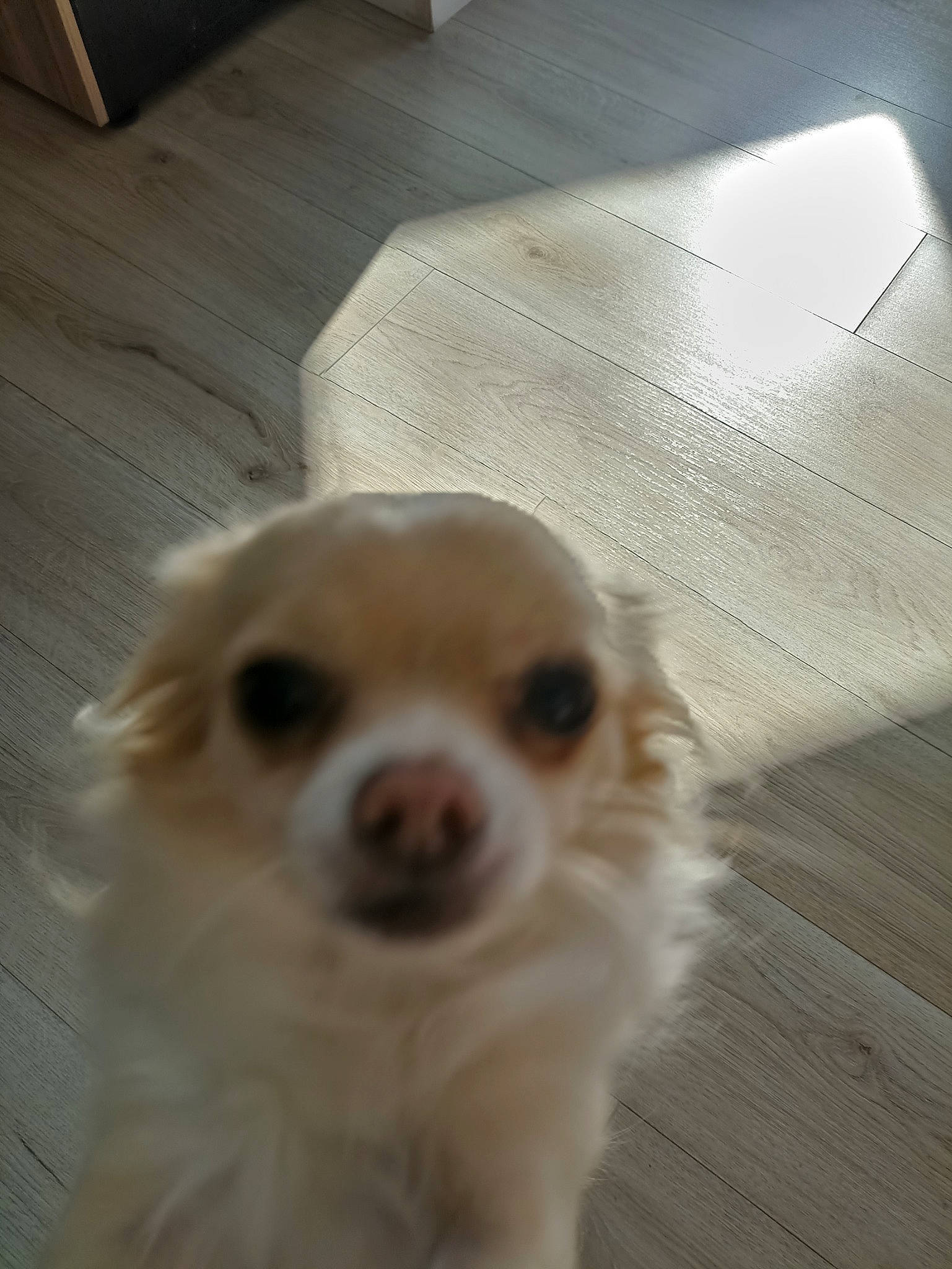 Toto participe au concours pour gagner de l'argent avec cette photo : canidae, carnivore, companion_dog, corgi_chihuahua, dog, dog_breed, dog_supply, fawn, flooring, fur, hardwood, non_sporting_group, snout, sporting_group, toy_dog, volpino_italiano, whiskers, wood, working_animal