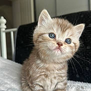 Nahla a rejoint le concours — aidez-le/la à gagner de superbes lots ! kitten, cat, blue_eyes, fluffy, soft_blanket, indoor, close_up, curious, feline, pet, cute, young, whiskers, tabby, small, fur, adorable, portrait, animal, cozy