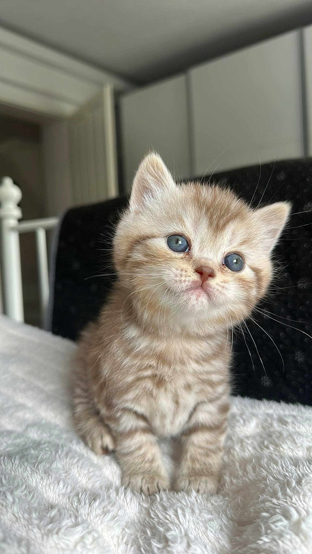 Nahla a rejoint le concours — aidez-le/la à gagner de superbes lots ! kitten, cat, blue_eyes, fluffy, soft_blanket, indoor, close_up, curious, feline, pet, cute, young, whiskers, tabby, small, fur, adorable, portrait, animal, cozy