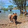 dog, water, lake, rocks, trees, nature, outdoor, muddy, animal, pet, summer, sky, greenery, shore, playful, canine, landscape, sunny, village, forest