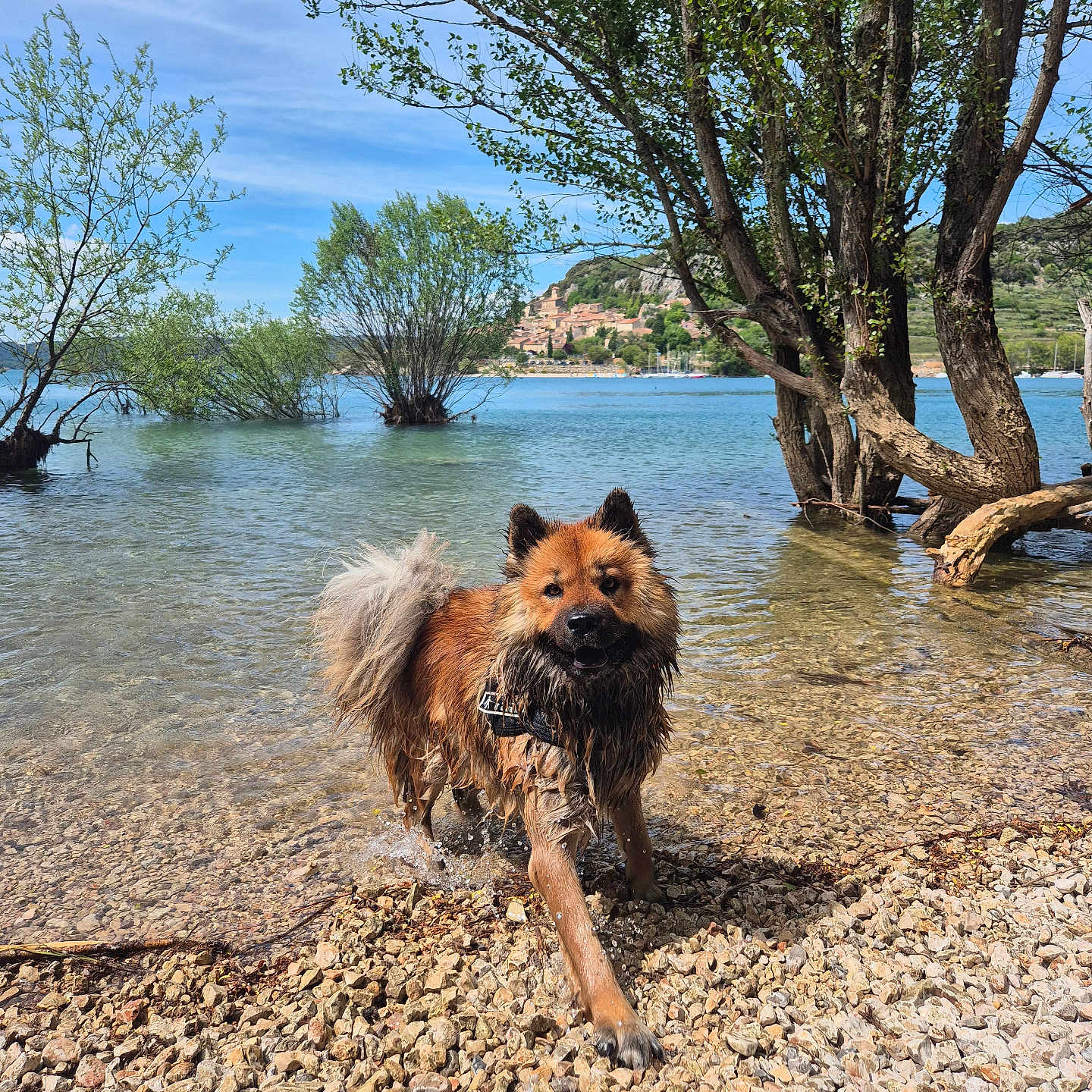 Talya participe au concours pour gagner de l'argent avec cette photo : dog, water, lake, rocks, trees, nature, outdoor, muddy, animal, pet, summer, sky, greenery, shore, playful, canine, landscape, sunny, village, forest