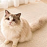 cat, fluffy, indoor, carpet, curtains, natural_light, cream_color, gray_color, pet, animal, wide_eyes, tail, sitting, soft_texture, cozy, domestic, portrait, feline, cute, curious