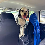 Daisy is registered to the contest to win money with this photo: accessories, animal, belt, canine, car, car_interior, carseat, chair, clothing, coat, cushion, dog, furniture, headrest, homedecor, pet, poodle, terrier, transportation, vehicle