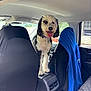 accessories, animal, belt, canine, car, car_interior, carseat, chair, clothing, coat, cushion, dog, furniture, headrest, homedecor, pet, poodle, terrier, transportation, vehicle